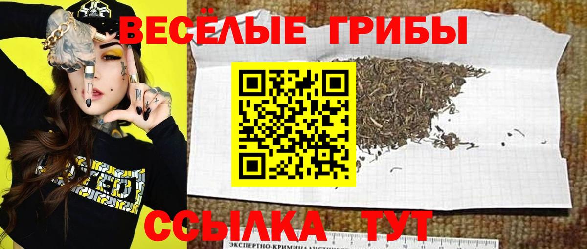Псилоцибиновые грибы Psilocybe Чистополь